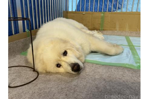 販売中の千葉県のグレートピレニーズ-393358の4枚目